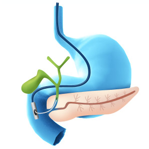 organe-bile-duct.jpg