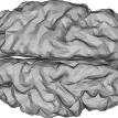 brain-3176780_1280 (1).png